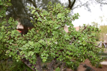 tree in the garden