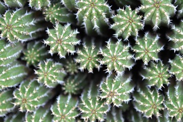 Natural abstract looking down at the top of cactus