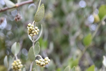 Close up of buds and leaves on a bush