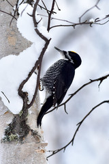Black-backed woodpecker in winter