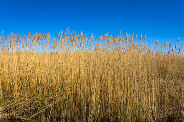 Golden yellow marshes and reeds in front of clear clean blue sky in summer or autumn season. This is from Sultan Sazligi Kayseri Turkey. Pastoral beautiful landscape background.