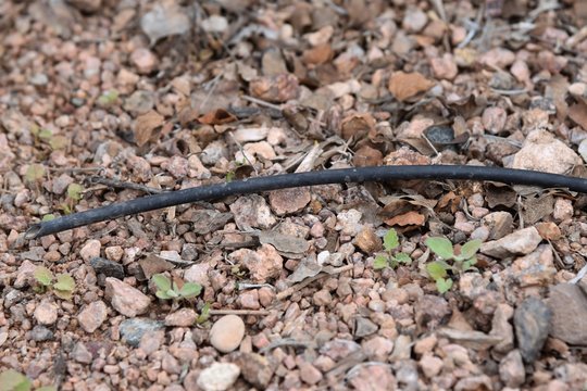 Drip system line in landscape