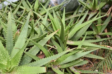 aloe vera plants