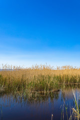 Golden yellow marshes and reeds in front of clear clean blue sky in summer or autumn season. This is from Sultan Sazligi Kayseri Turkey. Pastoral beautiful landscape background.