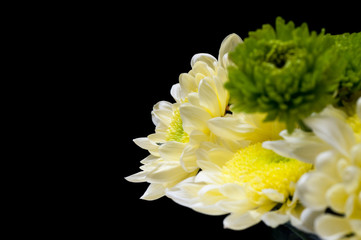 chrysanthemum flowers on a black background