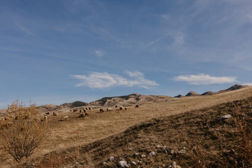 many lambs in the meadow.