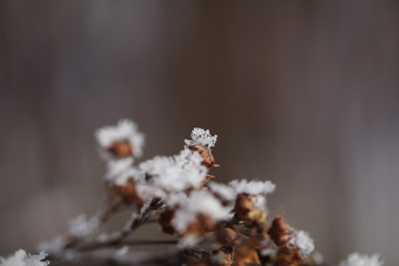 Closeup big flakes of snow on branch. Selective focus of Snowflake on tree, shallow depth of field. Snow background. Season winter.