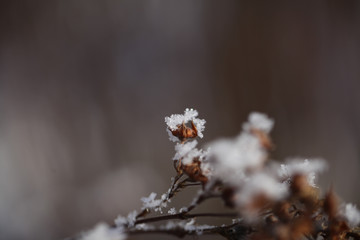 Closeup big flakes of snow on branch. Selective focus of Snowflake on tree, shallow depth of field. Snow background. Season winter.