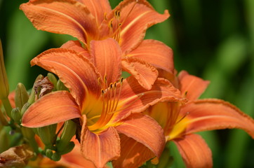 Orange Daylily