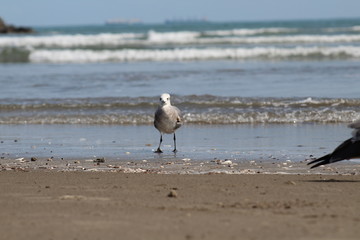 Gaviota en su Habitat