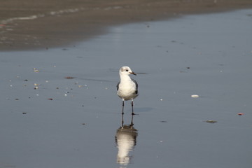 Gaviota Posando