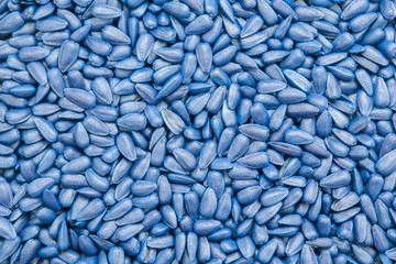 seed sunflower seeds. painted agro color for sorting and labeling