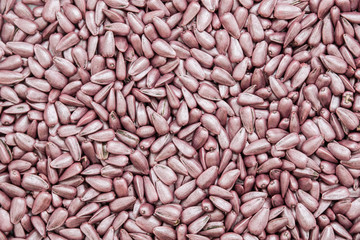 seed sunflower seeds. painted agro color for sorting and labeling