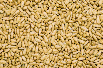seed sunflower seeds. painted agro color for sorting and labeling