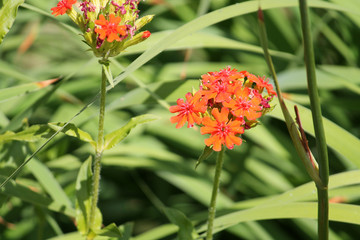 Red flowers of Lychnis chalcedonica or Maltese Cross plant in garden