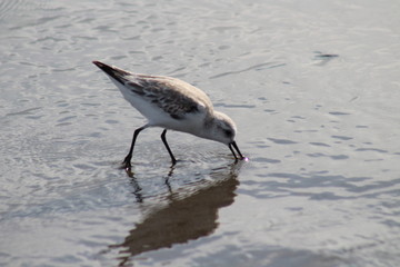 Gaviota comiendo