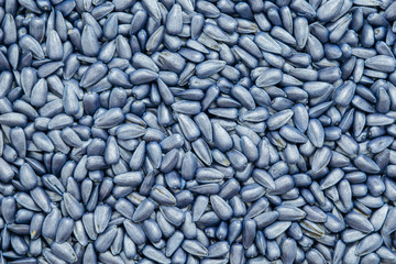 seed sunflower seeds. painted agro color for sorting and labeling