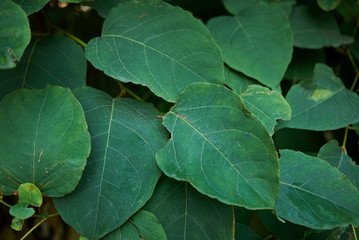 Fallopia