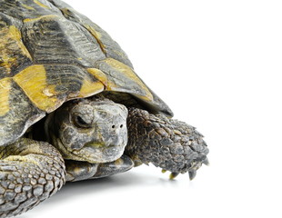turtle isolated
