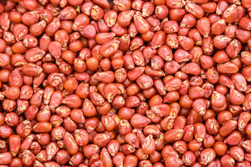 seed sunflower corn. painted agro color for sorting and labeling