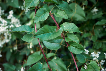Fallopia