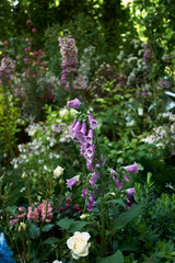 Obraz premium Digitalis purpurea