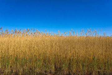 Golden yellow marshes and reeds in front of clear clean blue sky in summer or autumn season. This is from Sultan Sazligi Kayseri Turkey. Pastoral beautiful landscape background.