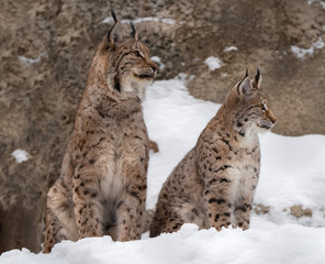 Lynx family sit in snow