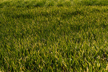 Cesped verde en prado.