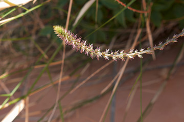 Achyranthes aspera sicula