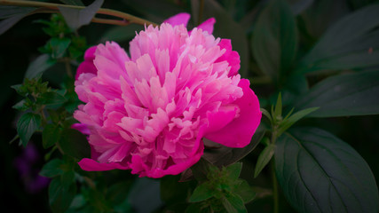 peony flower
