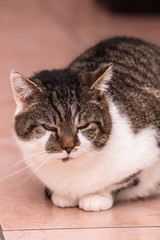 Cats and kittens in animal shelter in Belgium