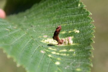 Gall of Elm-grass aphid or Elm sack gall aphid (Tetraneura ulmi) on green leaf of Ulmus glabra or Wych elm