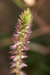 Achyranthes aspera sicula