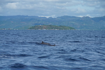 Fototapeta premium View of the open ocean with dolphins near Manjuyod, Philippines with island background