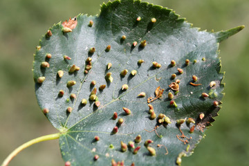 Lime nail galls (Eriophyes tiliae) on green leaf of small-leaved lime (Tilia cordata)
