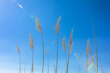 Golden yellow marshes and reeds in front of clear clean blue sky in summer or autumn season. This is from Sultan Sazligi Kayseri Turkey. Pastoral beautiful landscape background.