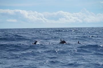 Wild dolphins near Manjuyod Sandbar, Philippines