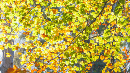 Fototapeta premium Herbsthintergrund in warmen Farben und Textfreiraum