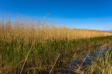 Obraz premium Golden yellow marshes and reeds wetland in front of clear clean blue sky in summer or autumn season. This is from Sultan Sazligi Kayseri Turkey. Pastoral beautiful landscape background.