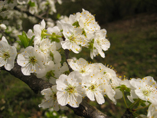 blooming apple tree in spring