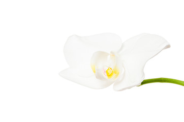 Close-up view of white orchid flower isolated on white background