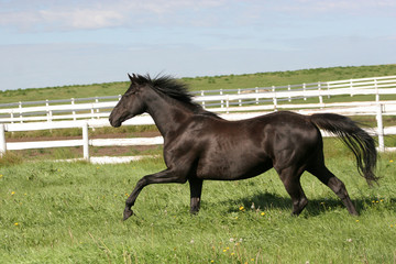 Horse in field