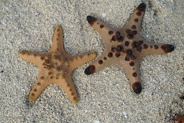 Beautiful starfish at Manjoyod Sandbar, Philippines