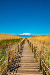 Fototapeta premium Wooden bridge walkway path on marshes and reeds in front of mountain. This is from Sultan Sazligi and Erciyes Mountain in Kayseri Turkey. Pastoral beautiful landscape background. 