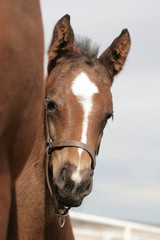 Obraz premium Horse in field