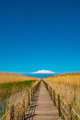 Obraz premium Wooden bridge walkway path on marshes and reeds in front of mountain. This is from Sultan Sazligi and Erciyes Mountain in Kayseri Turkey. Pastoral beautiful landscape background. 
