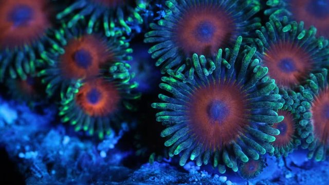 Zoanthid Coral Polyp Macro Timelapse HD