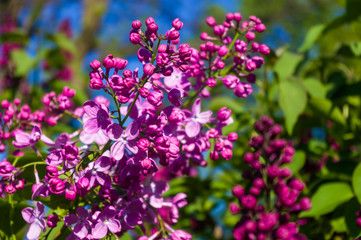 Obraz premium Green branch with spring blossoming ilac flowers