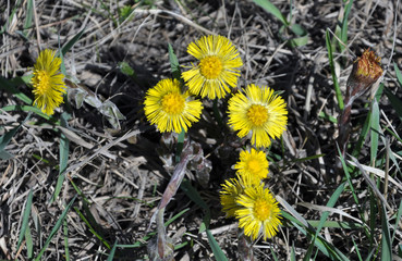 In nature, bloom early spring plant Tussilago farfara